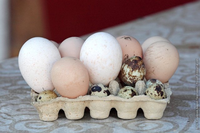 chicken eggs guinea fowl