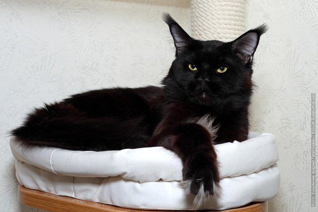 черный взрослый кот Мейн-кун