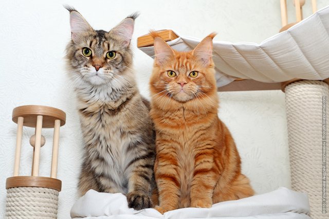Мейн-кун кот и кошка