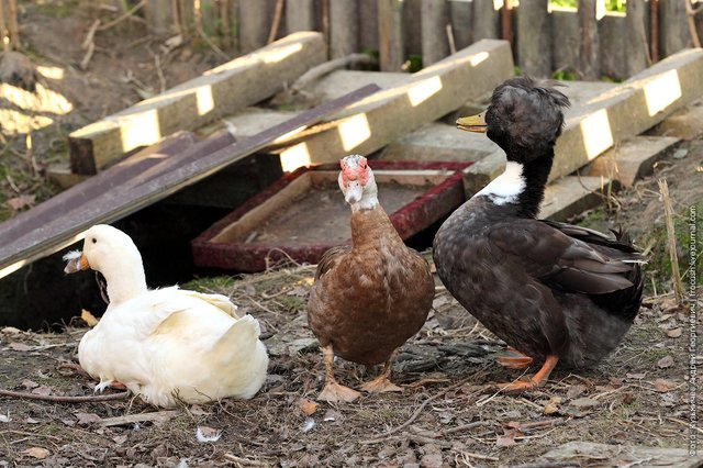 ducks, rustic