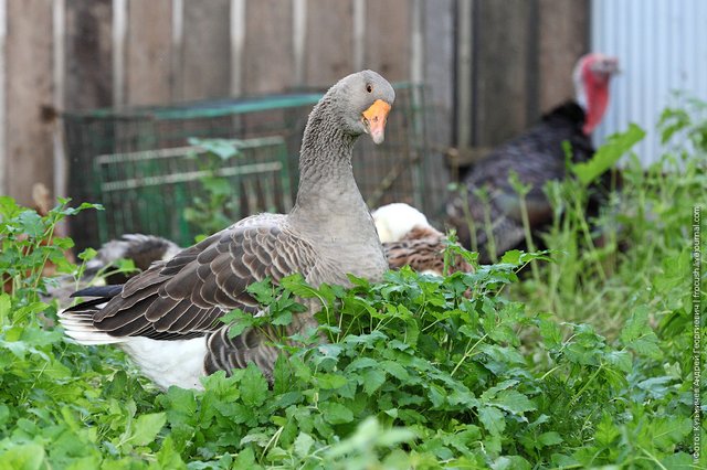 goose photo