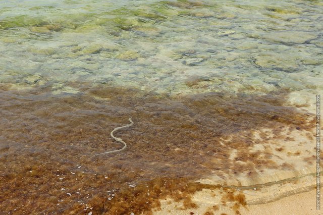 змея водянка Каспийское море Мангышлак