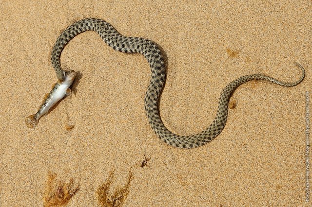 змея водянка заглатывает бычка Каспийское море Мангистау