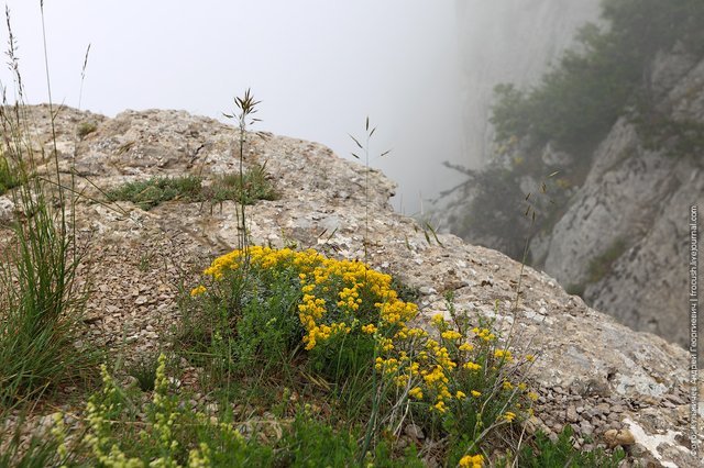 цветочки на вершине горы Ай-Петри