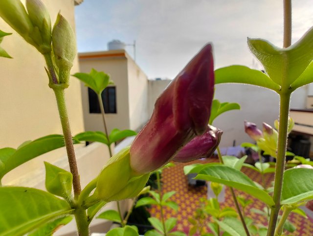 IMG_20250715_065716167.jpg
