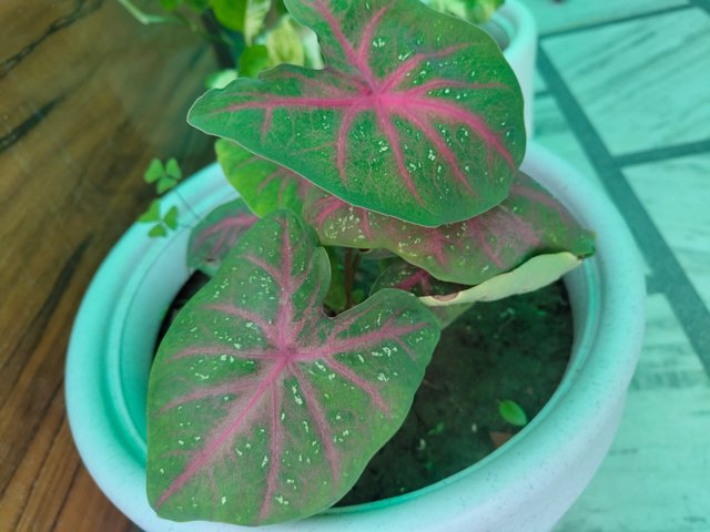 IMG_20250705_071100010.jpg