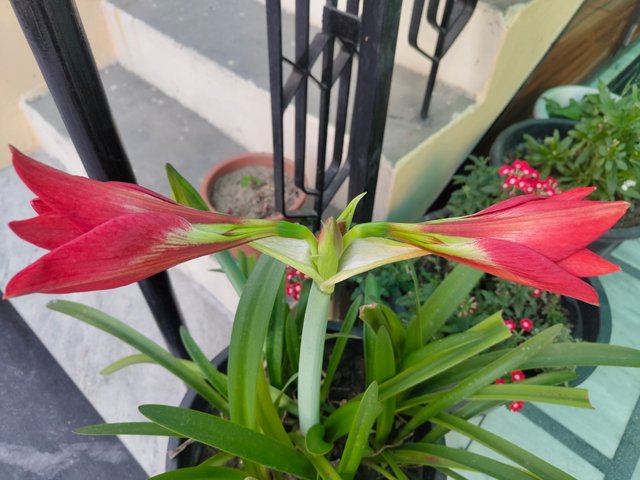 IMG_20250325_065401523.jpg