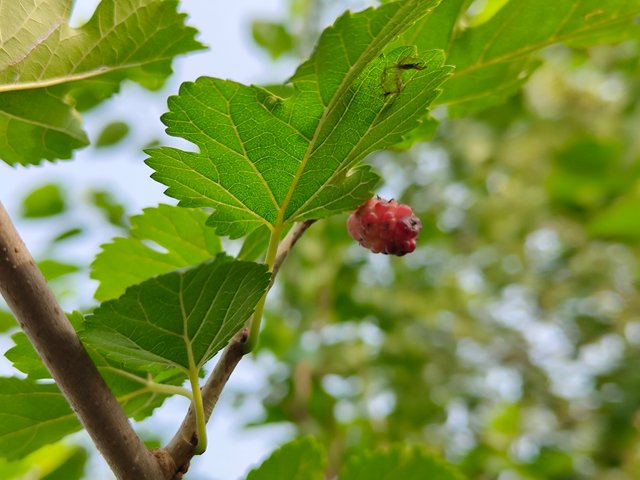 IMG_20250504_074337005.jpg