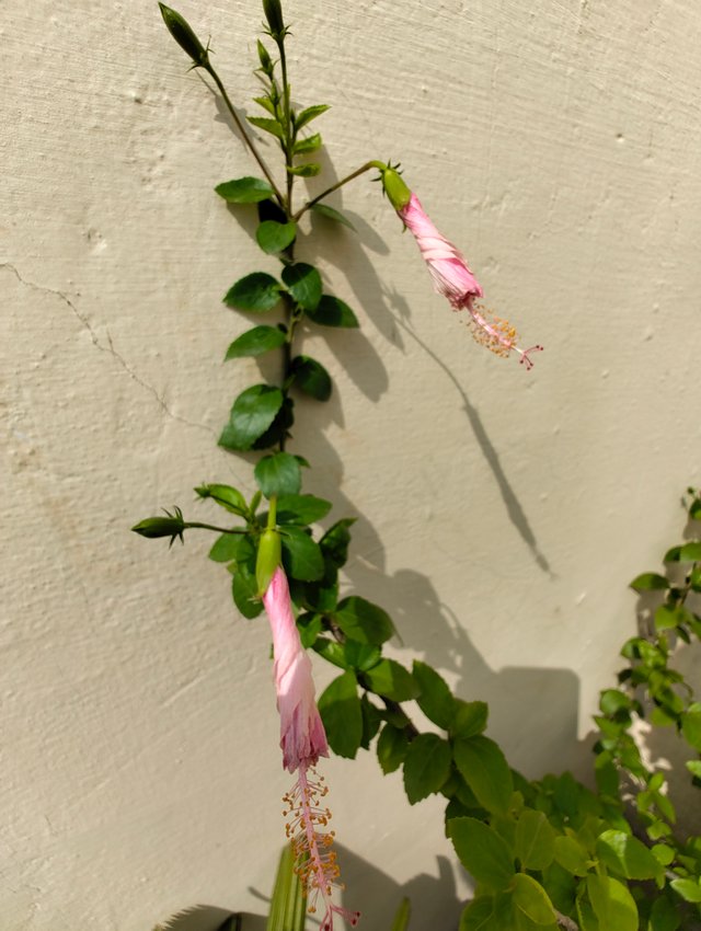 IMG_20250523_084806801.jpg