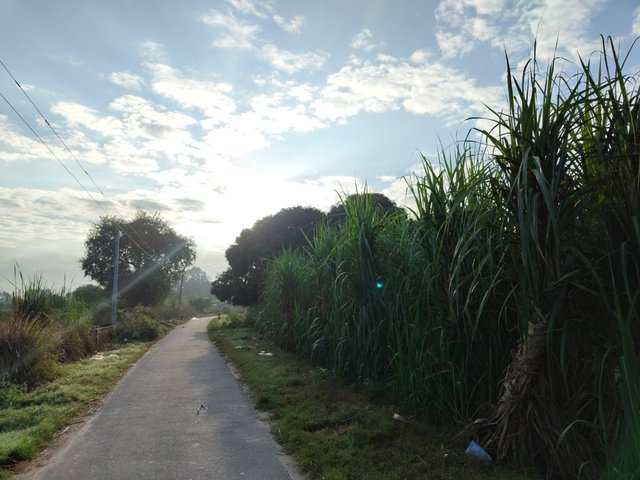 IMG_20240929_071744796.jpg