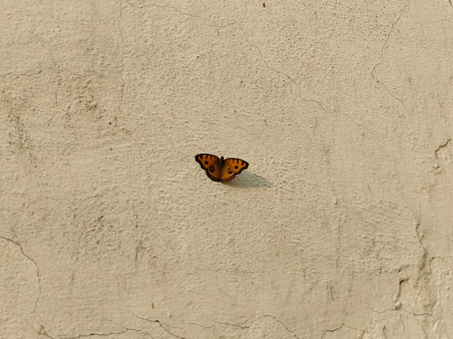 IMG_20250501_072351683.jpg