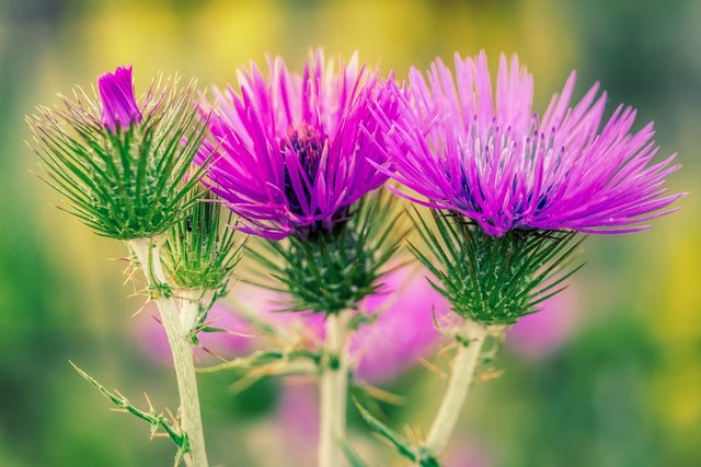 thistles-5795365_1280.jpg