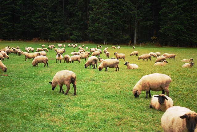 sheep-274574_1280.jpg