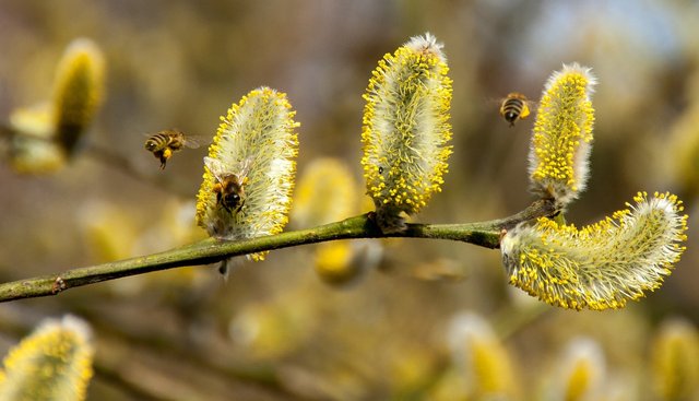 bees-2142571_1280.jpg