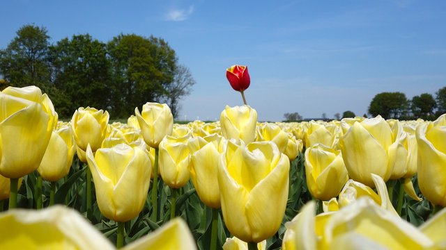 tulips-2580116_1280.jpg