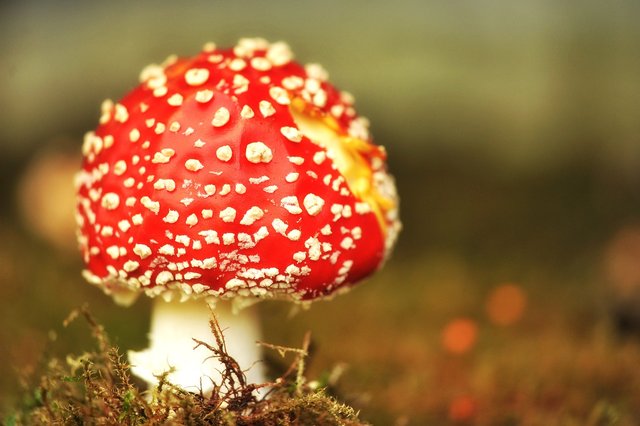 mushroom-1766196_1280.jpg