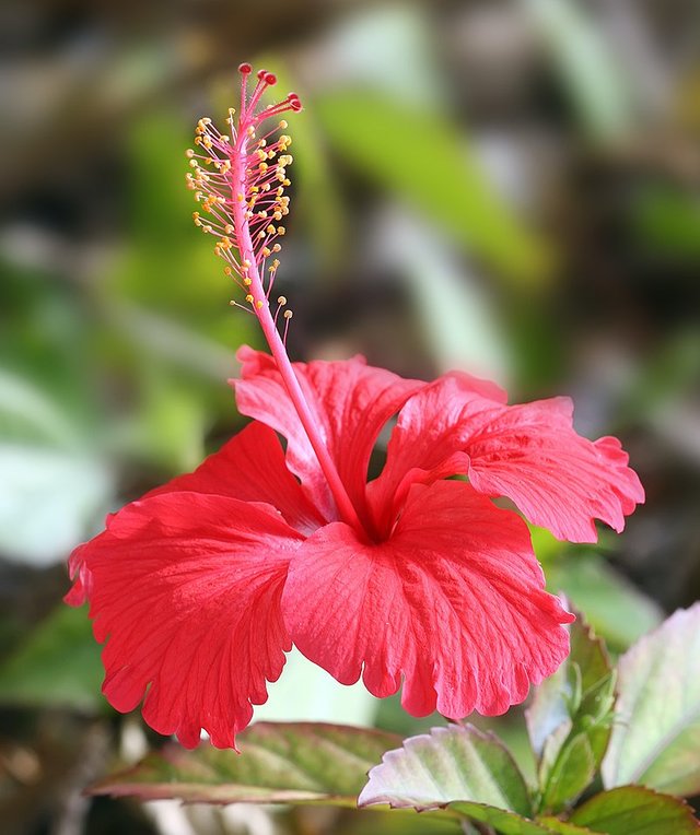 Hibiscus_flower_TZ.jpg