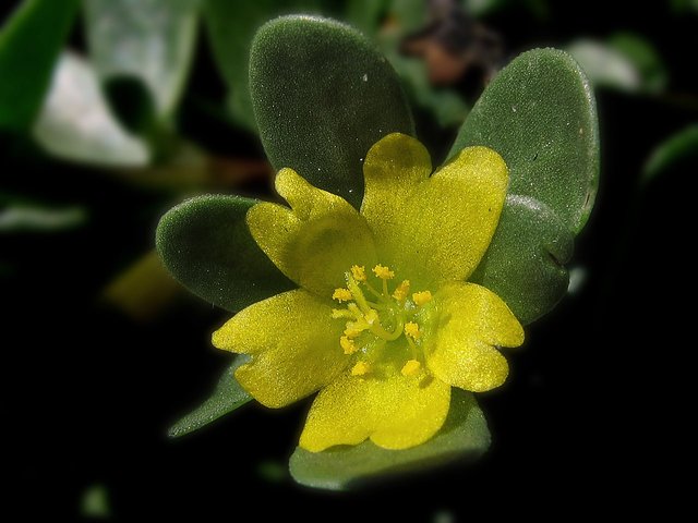 Portulaca_(23559906595).jpg