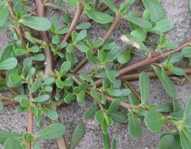 purslane.JPG