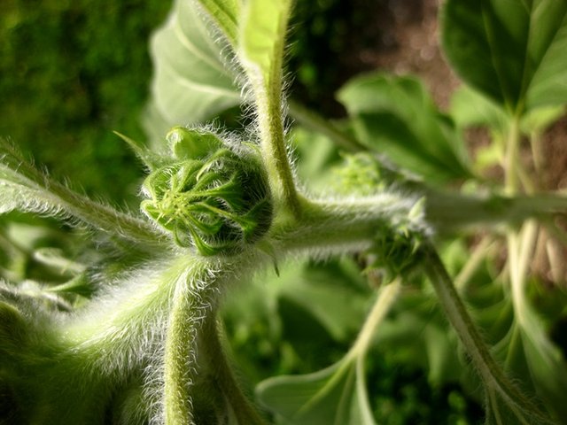vegfarmer278.JPG