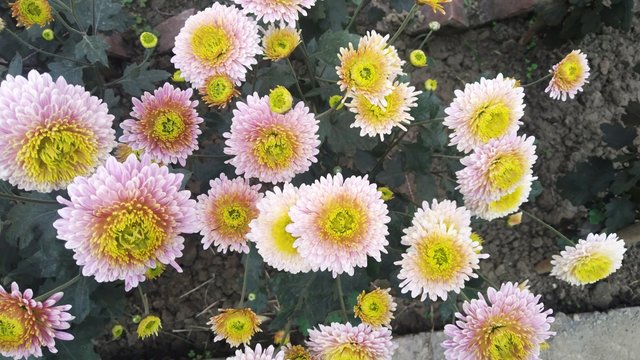 IMG_20220108_122250.jpg