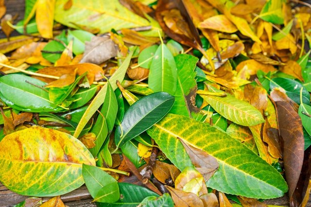 close-up-leaves-ground_1137-255.jpg