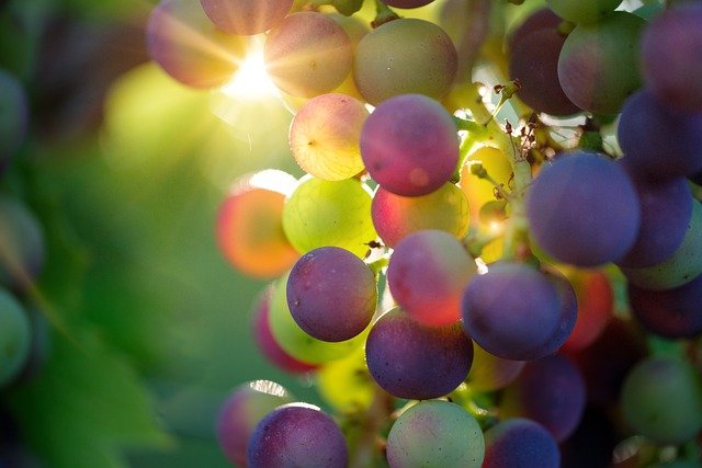 grapes-3550733_640.jpg