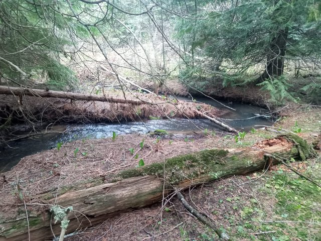 creek 3.jpg