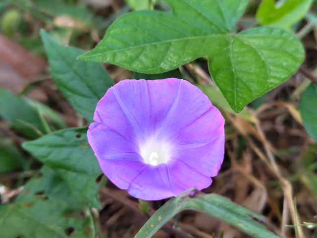 IMG_20251005_073729614.jpg
