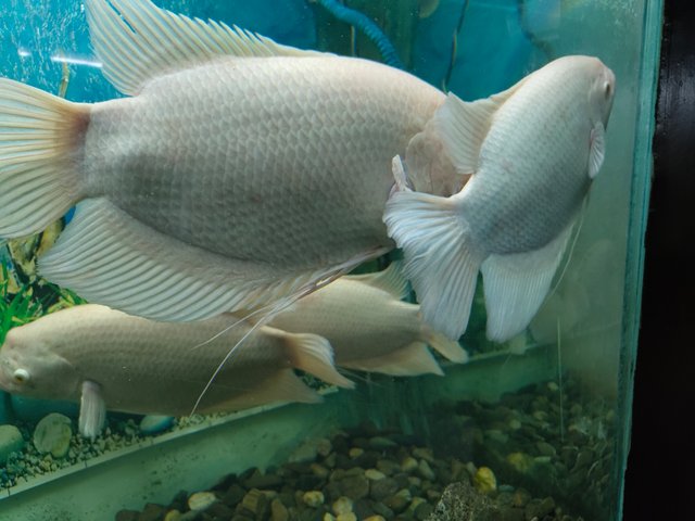 IMG_20250330_142605639.jpg