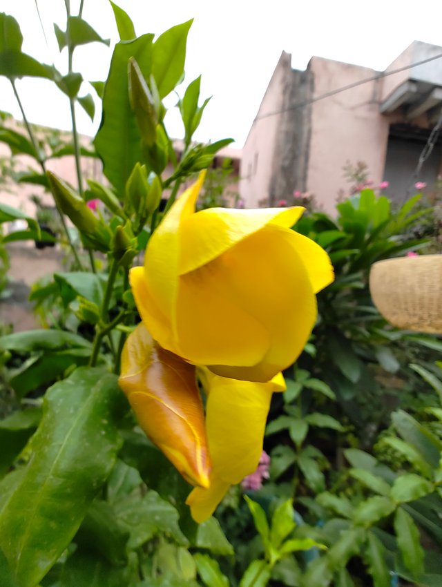 IMG_20240626_062406556.jpg