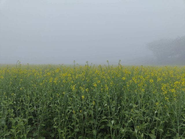 IMG_20250202_074736573.jpg