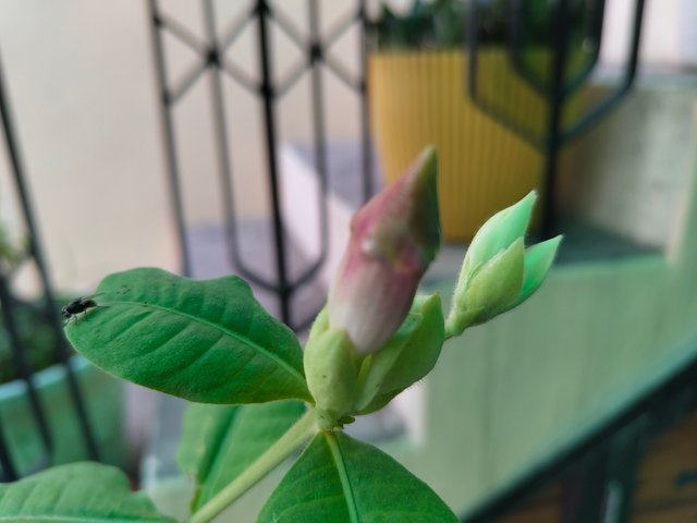 IMG_20250516_064427978.jpg
