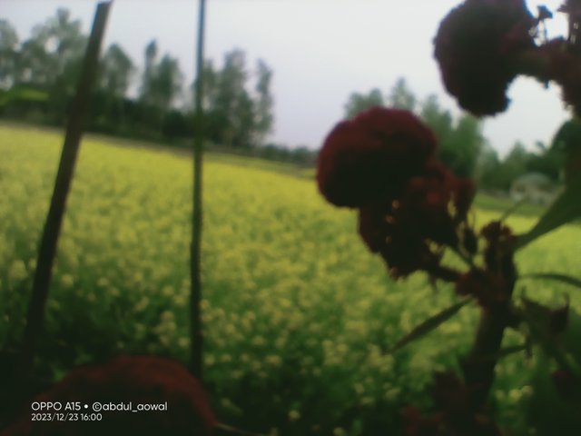 IMG20231223160014.jpg