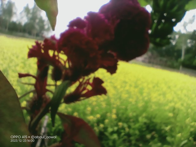 IMG20231223160052.jpg