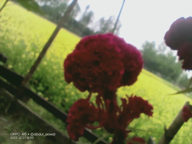 IMG20231223160009.jpg