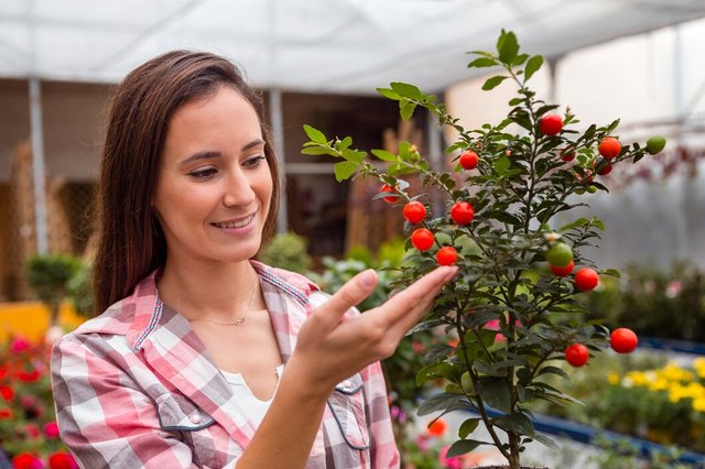 woman-looking-cherry-tomatoes-greenhouse_23-2148396824.jpg