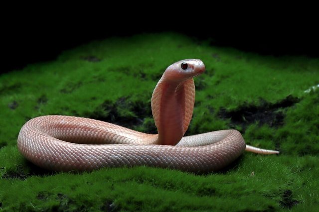 baby-naja-sputrix-snake-moss-position-ready-attack-baby-naja-sputrix-snake-closeup-naja-snake_488145-2394.jpg