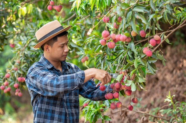 farmers-hold-lychee-checks-garden_1150-12508.jpg