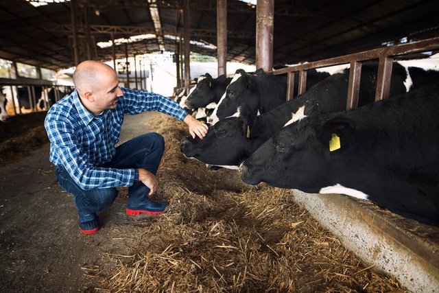 farm-worker-patting-cow-domestic-animal-livestock_342744-874.jpg