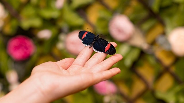 close-up-view-butterfly-sitting-hand_23-2148770542.jpg