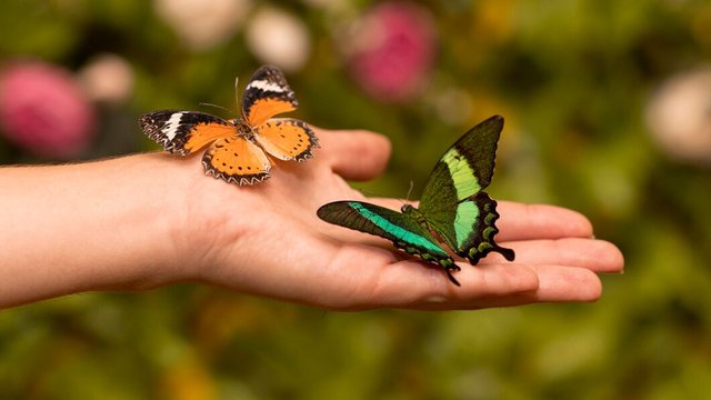 close-up-view-beautiful-butterfly-concept_23-2148770547.jpg