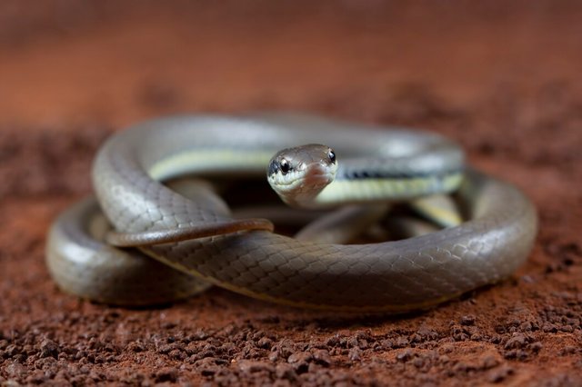 liopeltis-snake-closeup-green-leaves-leopeltis-snake-front-view_488145-94.jpg