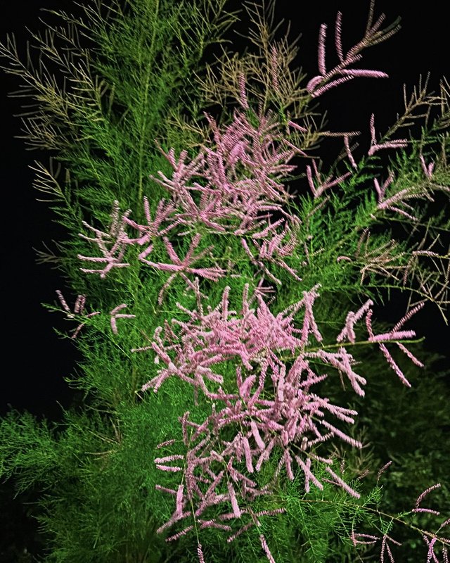 66D283B4-3EBA-4320-91ED-2053BA03758E.jpeg