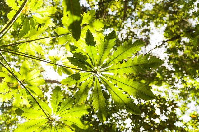 low-angle-view-green-leaves_23-2147837058.jpg