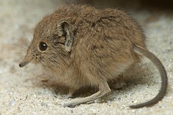 Animalphabet E Lephant Shrew Steemit