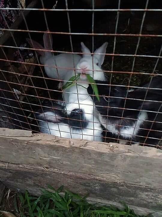 Animals8 Rabbit At Grandma S House Kelinci Di Rumah Nenek Steemit