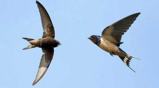 Burung Walet Steemit