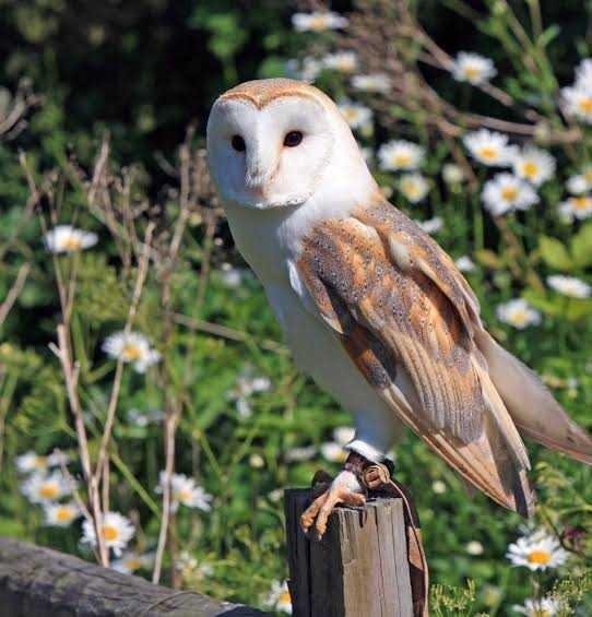 580+ Gambar Burung Hantu Owl Gratis Terbaik