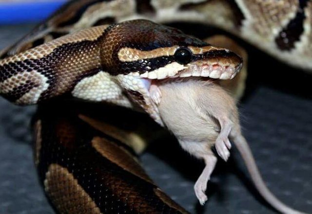 Ular Piton Gegerkan Warga Wonokromo Surabaya Faktualnews Co Gambar Kartun Ular Beternak Kambing